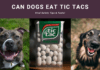 Can Dogs Eat Tic Tacs? Vital Safety Tips & Facts!