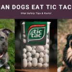 Can Dogs Eat Tic Tacs? Vital Safety Tips & Facts!