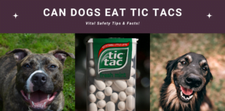 Can Dogs Eat Tic Tacs? Vital Safety Tips & Facts!