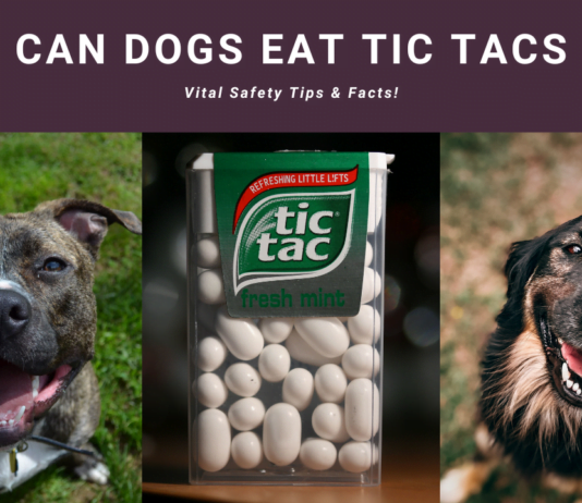 Can Dogs Eat Tic Tacs? Vital Safety Tips & Facts!