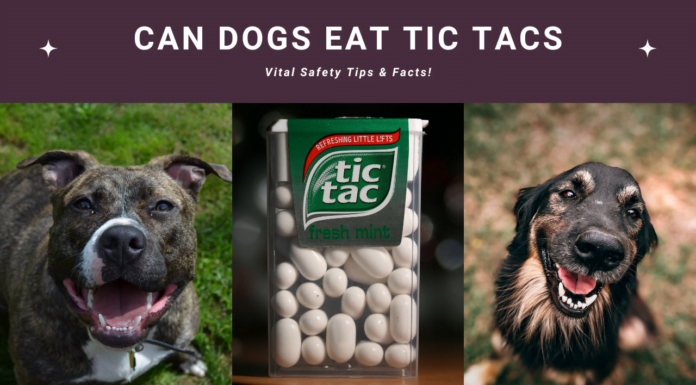 Can Dogs Eat Tic Tacs? Vital Safety Tips & Facts!