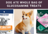 Alert! Dog Ate Whole Bag of Glucosamine Treats: Actions? Alert! Dog Ate Whole Bag of Glucosamine Treats: Actions?