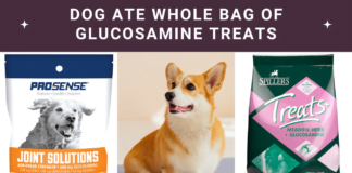 Alert! Dog Ate Whole Bag of Glucosamine Treats: Actions? Alert! Dog Ate Whole Bag of Glucosamine Treats: Actions?