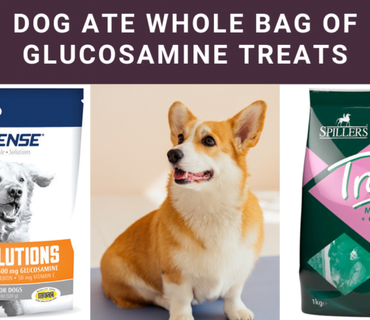 Alert! Dog Ate Whole Bag of Glucosamine Treats: Actions? Alert! Dog Ate Whole Bag of Glucosamine Treats: Actions?