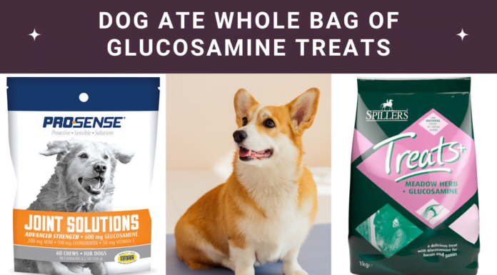 Alert! Dog Ate Whole Bag of Glucosamine Treats: Actions? Alert! Dog Ate Whole Bag of Glucosamine Treats: Actions?