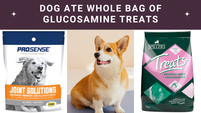 Alert! Dog Ate Whole Bag of Glucosamine Treats: Actions?