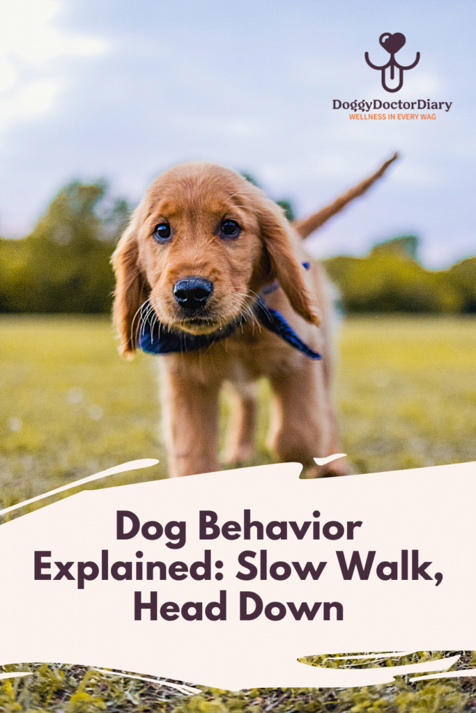 Why My Dog is Walking Slow with Head Down? Expert Insights