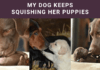 My Dog Keeps Squishing Her Puppies: Causes & Tips! My Dog Keeps Squishing Her Puppies
