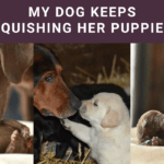 My Dog Keeps Squishing Her Puppies: Causes & Tips! My Dog Keeps Squishing Her Puppies