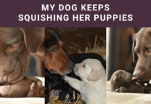 My Dog Keeps Squishing Her Puppies: Causes & Tips! My Dog Keeps Squishing Her Puppies