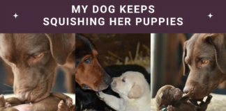My Dog Keeps Squishing Her Puppies: Causes & Tips! My Dog Keeps Squishing Her Puppies