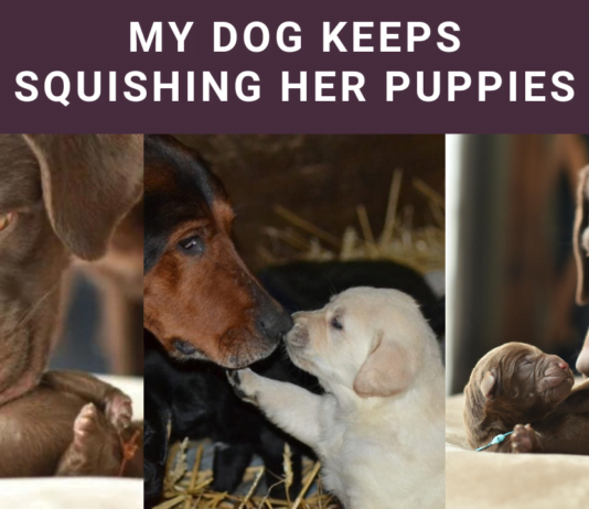 My Dog Keeps Squishing Her Puppies: Causes & Tips! My Dog Keeps Squishing Her Puppies