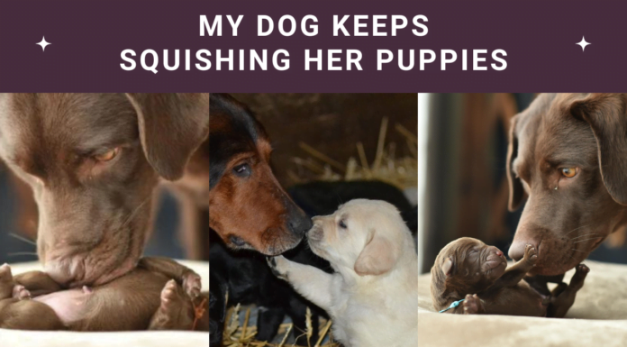 My Dog Keeps Squishing Her Puppies: Causes & Tips! My Dog Keeps Squishing Her Puppies