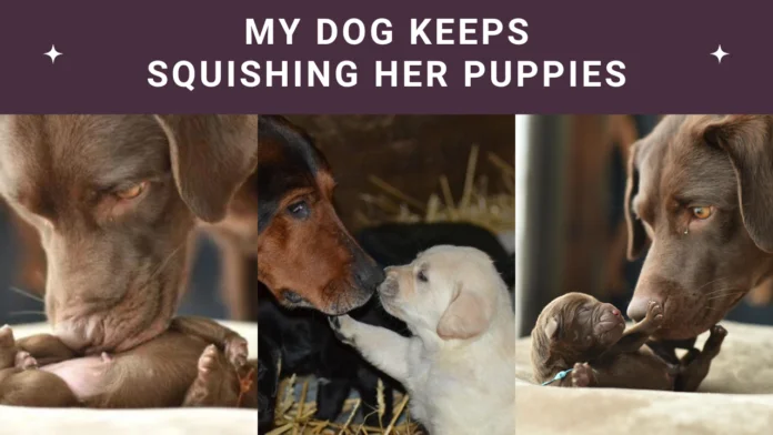 My Dog Keeps Squishing Her Puppies My Dog Keeps Squishing Her Puppies