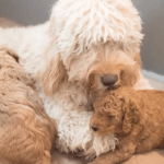 Snickerdoodle Dog Breed: Ultimate Guide & Amazing Facts! Snickerdoodle Dog Breed