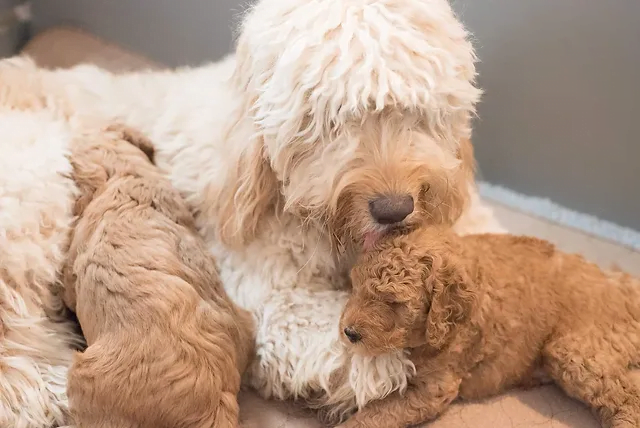 Snickerdoodle Dog Breed