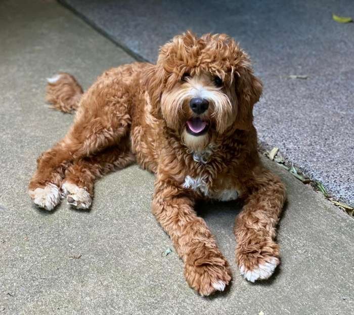 The Golden Years: Life Expectancy Insights of Snickerdoodle Dog