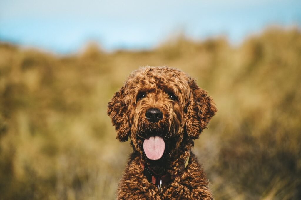 The Alluring History of the Snickerdoodle Dog Breed