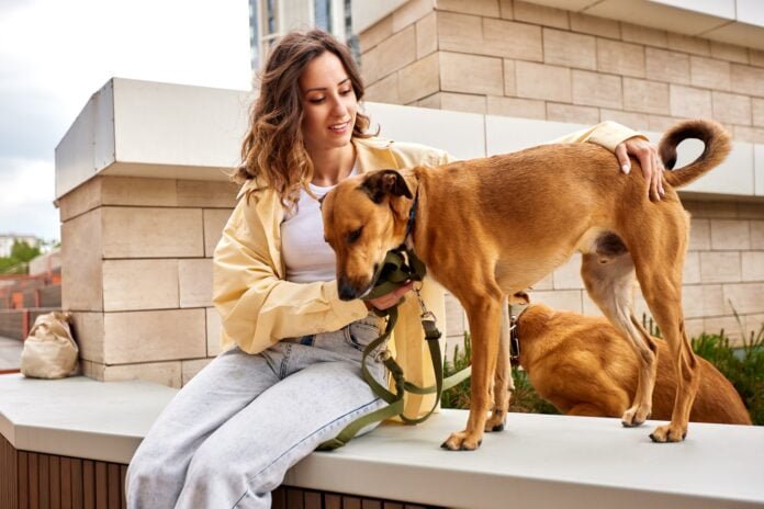 A charming young smiling girl is resting on a bench while walking with two golden dogs. The girl