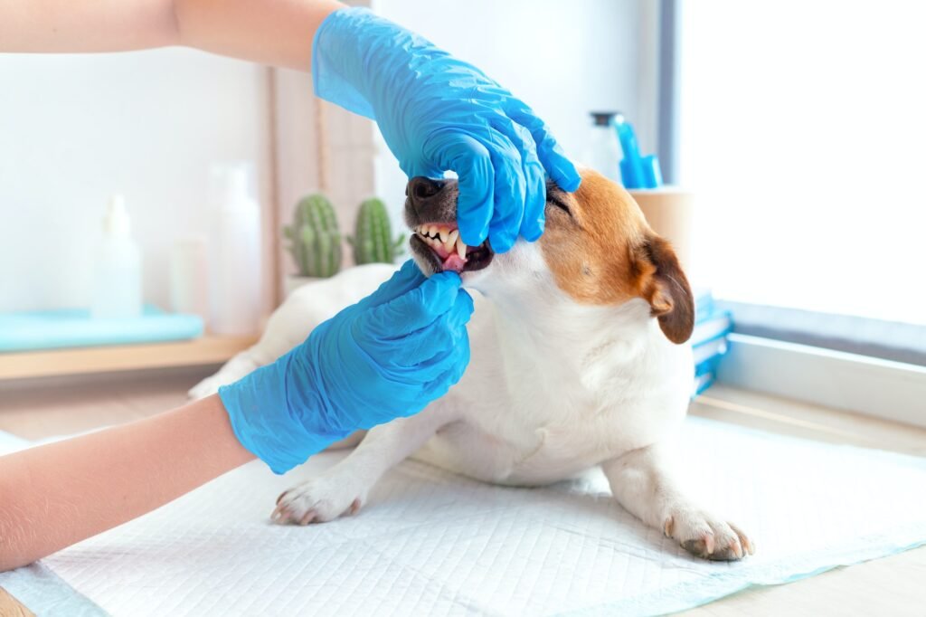 Dental Care for Dogs: Beyond Mints