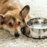 My Dog Has Parvo But Is Drinking Water: What Does It Mean? My Dog Has Parvo But Is Drinking Water: What Does It Mean?