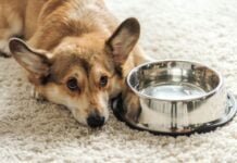 My Dog Has Parvo But Is Drinking Water: What Does It Mean? My Dog Has Parvo But Is Drinking Water: What Does It Mean?