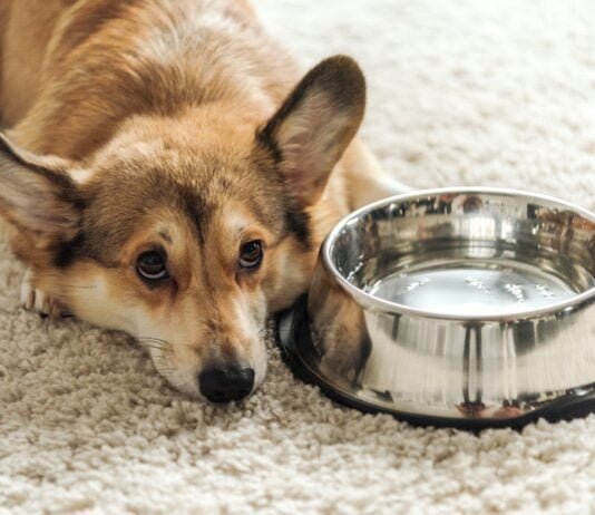 My Dog Has Parvo But Is Drinking Water: What Does It Mean? My Dog Has Parvo But Is Drinking Water: What Does It Mean?