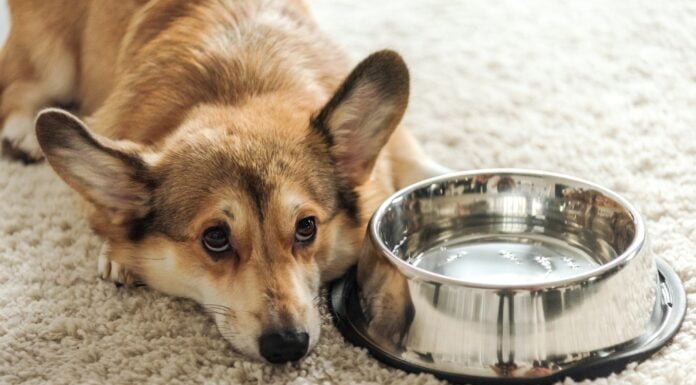 My Dog Has Parvo But Is Drinking Water: What Does It Mean? My Dog Has Parvo But Is Drinking Water: What Does It Mean?