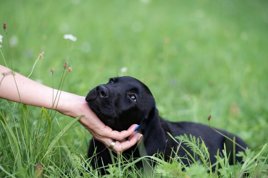 Do Puppies Heads Grow Slower Than Their Bodies? 