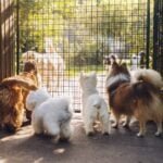 Intriguing! How Dogs Mating Through Fence Defies Boundaries How Dogs Mating Through Fence Defies Boundaries
