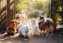 Intriguing! How Dogs Mating Through Fence Defies Boundaries How Dogs Mating Through Fence Defies Boundaries