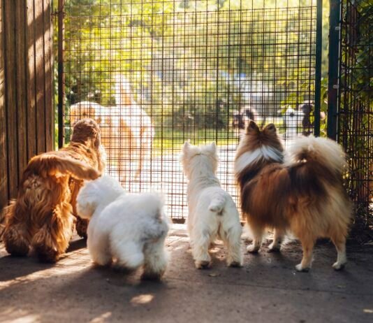 Intriguing! How Dogs Mating Through Fence Defies Boundaries How Dogs Mating Through Fence Defies Boundaries
