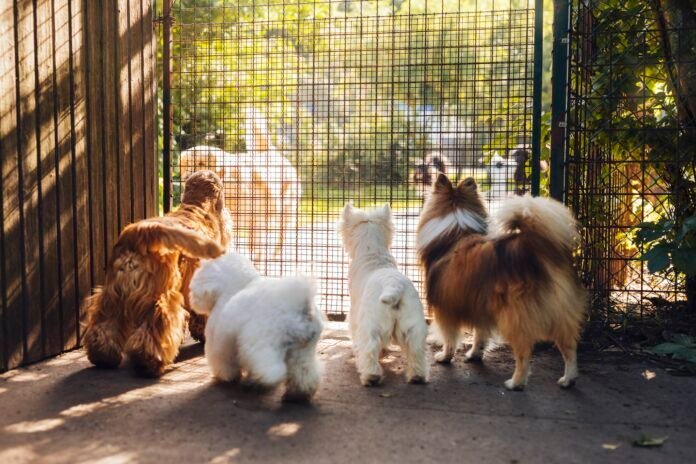 How Dogs Mating Through Fence Defies Boundaries