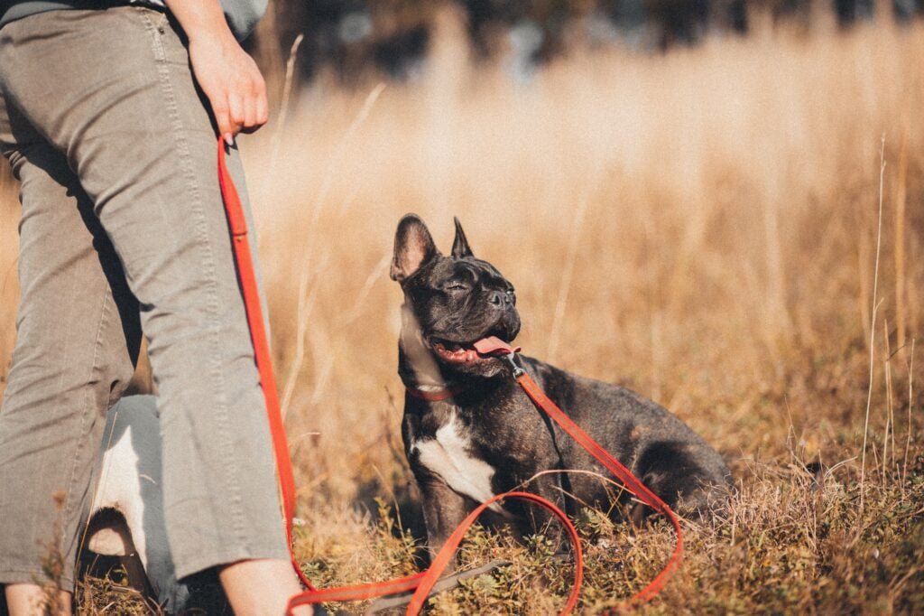 Frenchie on an appropriate Leashes for training