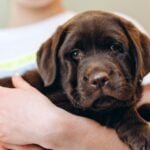 Do Puppies Heads Grow Slower Than Their Bodies? Facts! Little brown dog labrador puppy on hands