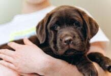 Do Puppies Heads Grow Slower Than Their Bodies? Facts! Little brown dog labrador puppy on hands