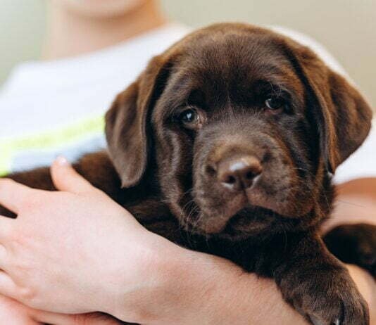 Do Puppies Heads Grow Slower Than Their Bodies? Facts! Little brown dog labrador puppy on hands
