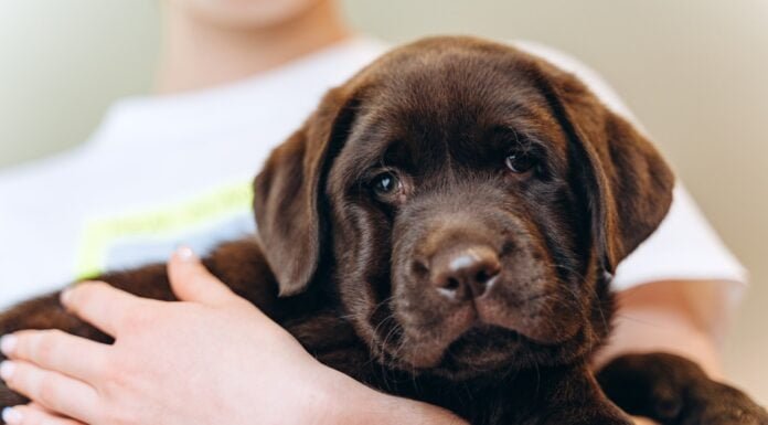 Do Puppies Heads Grow Slower Than Their Bodies? Facts! Little brown dog labrador puppy on hands