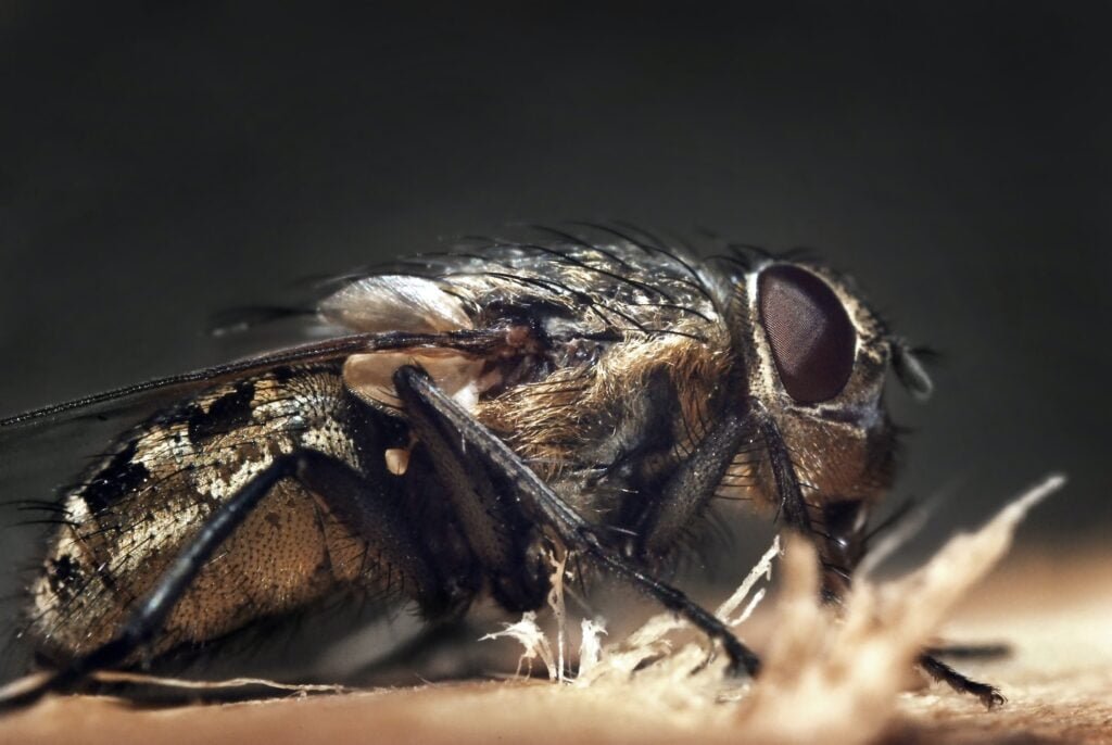 Black Fly Bites on Dogs