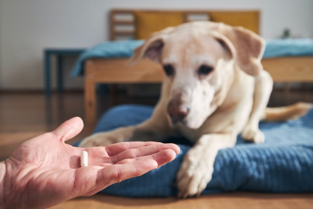 Man giving medicine to his old dog