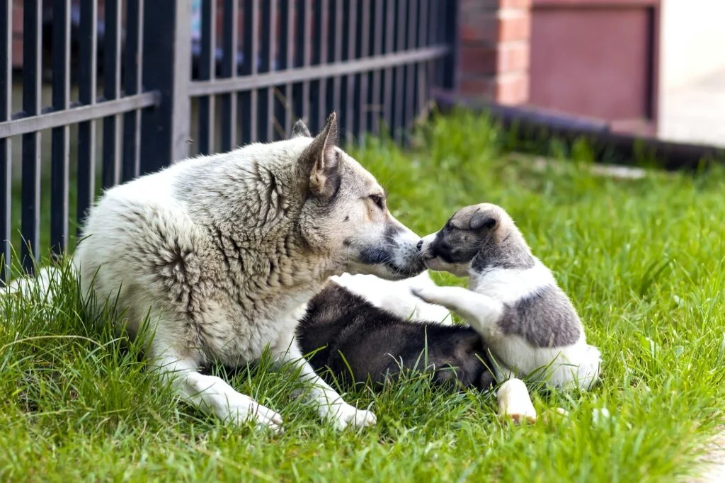 My Dog Keeps Squishing Her Puppies: Causes & Tips!