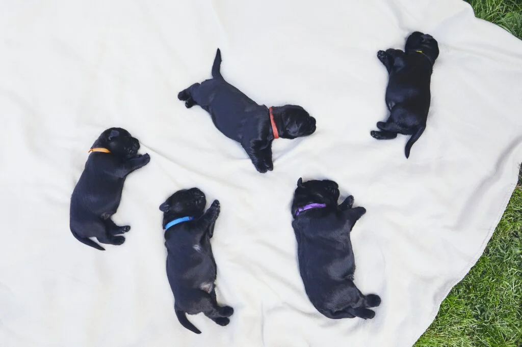 Newborns of dog