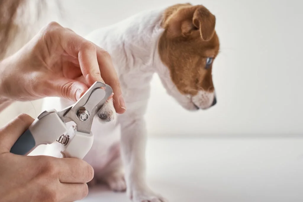 How to Cut Your Dog's Nails | Cut dog nails, Trimming dog nails, Dog nails