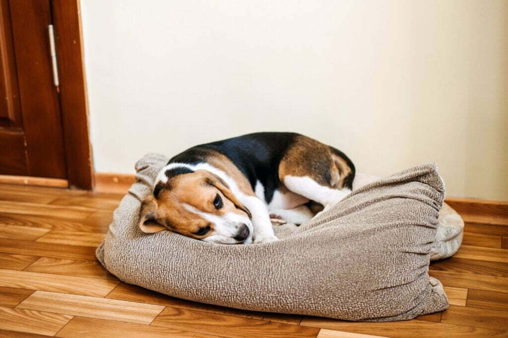 Puppy Diseases, Common Illnesses to Watch for in Puppies. Sick Beagle Puppy is lying on dog bed on. My Dog Has Parvo But Is Drinking Water