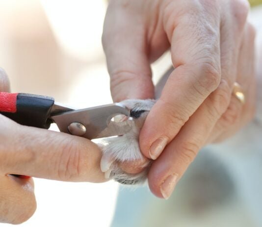 Can You Cut a 3 Week Old Puppies Nails? Safe Tips & Guide! Can You Cut a 3 Week Old Puppies Nails? Safe Tips & Guide!