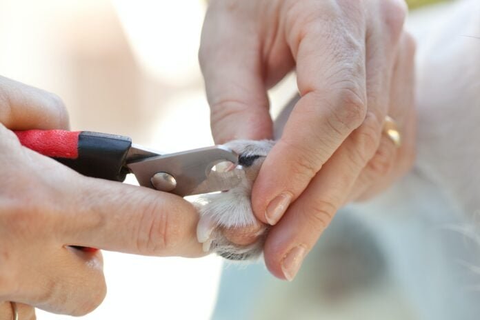 Can You Cut a 3 Week Old Puppies Nails? Safe Tips & Guide!