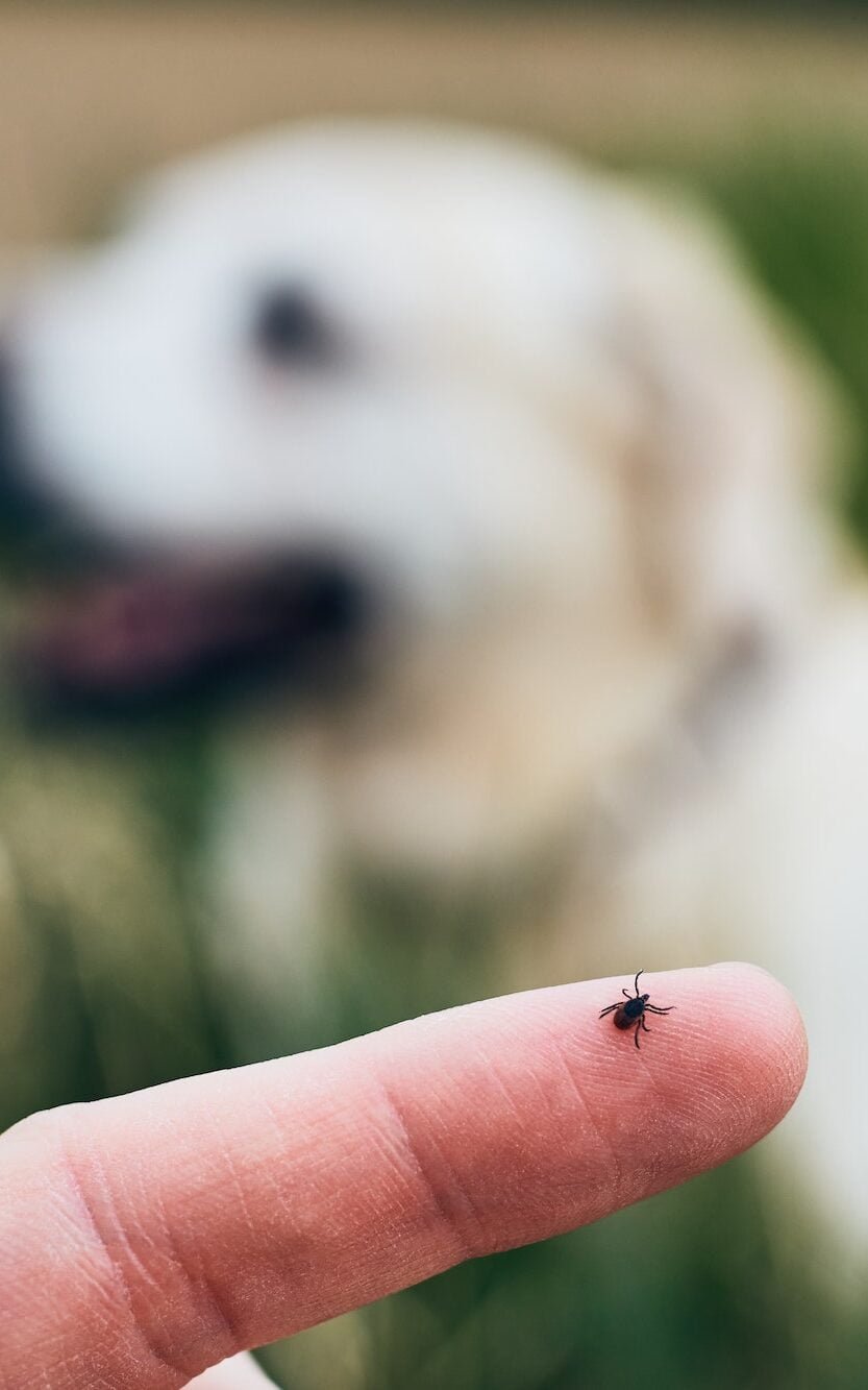 Black Fly vs Tick Bite on Dog