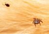 Black Fly vs Tick Bite on Dog: What Every Owner Must Know! Ticks on dog hair. Ticks sucking dog blood. Dangerous insect mite, encephalitis