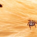 Black Fly vs Tick Bite on Dog: What Every Owner Must Know! Ticks on dog hair. Ticks sucking dog blood. Dangerous insect mite, encephalitis
