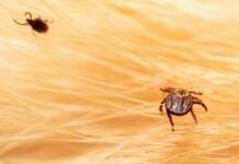 Black Fly vs Tick Bite on Dog: What Every Owner Must Know! Ticks on dog hair. Ticks sucking dog blood. Dangerous insect mite, encephalitis